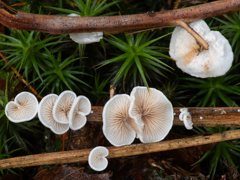 Crepidotus variabilis